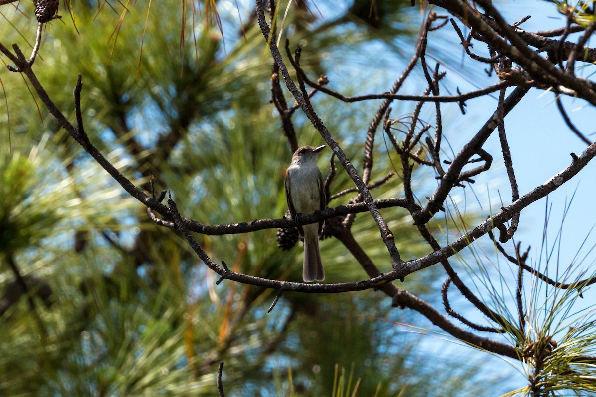 La Sagra's Flycatcher - ML620463553