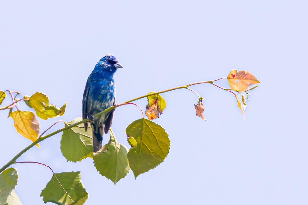 Indigo Bunting - ML620463554