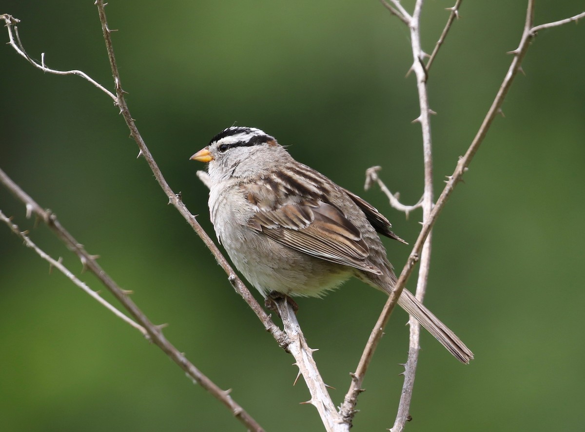 White-crowned Sparrow (pugetensis) - Dan Waggoner