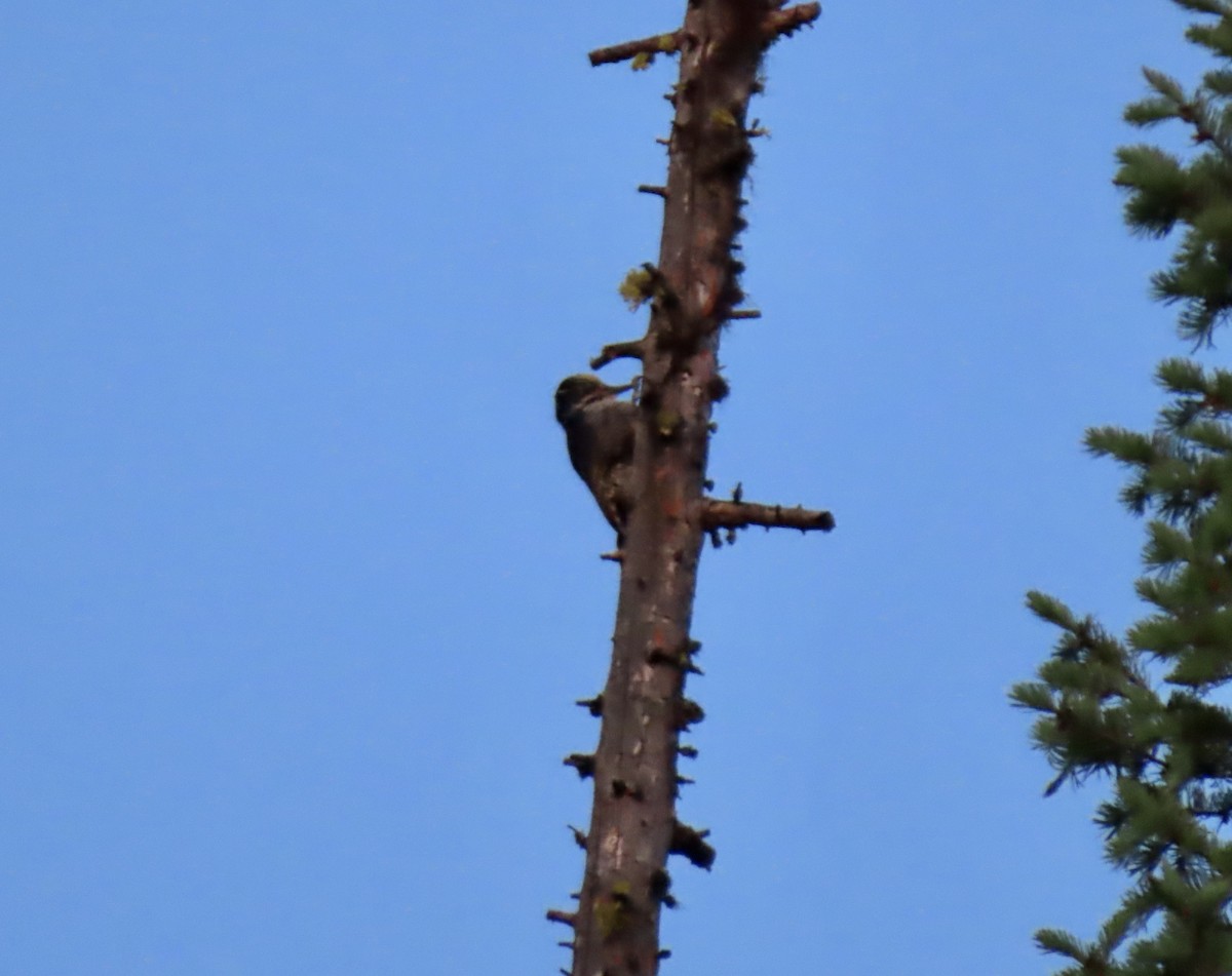 American Three-toed Woodpecker - George Gerdts