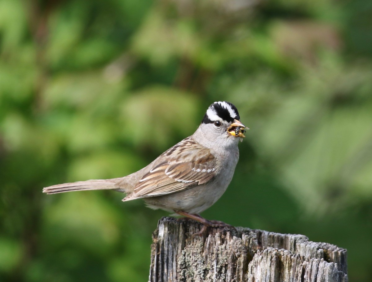 White-crowned Sparrow (pugetensis) - ML620463559