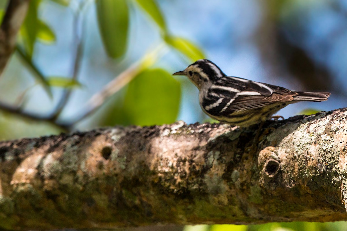 Black-and-white Warbler - ML620463560