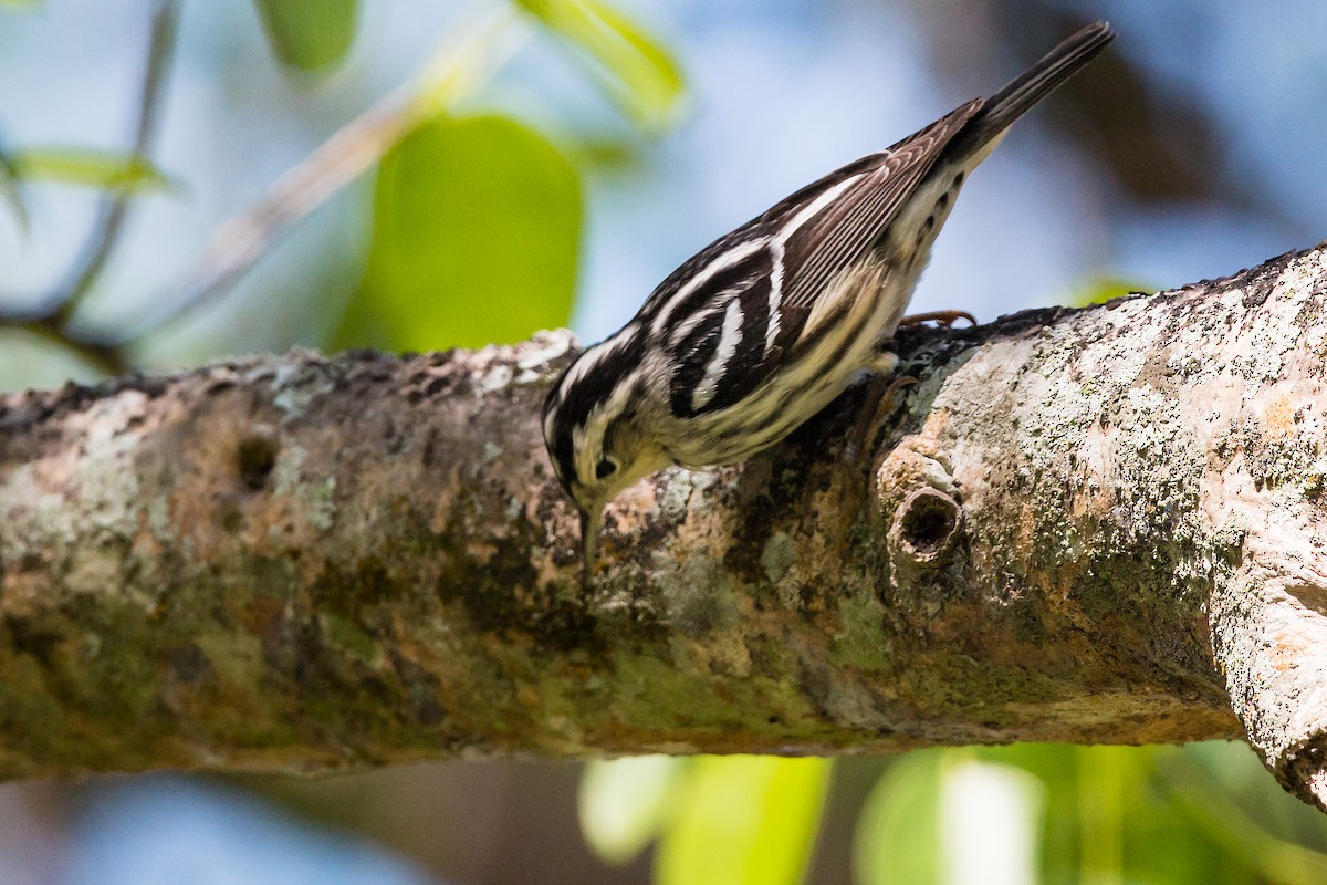 Black-and-white Warbler - ML620463561