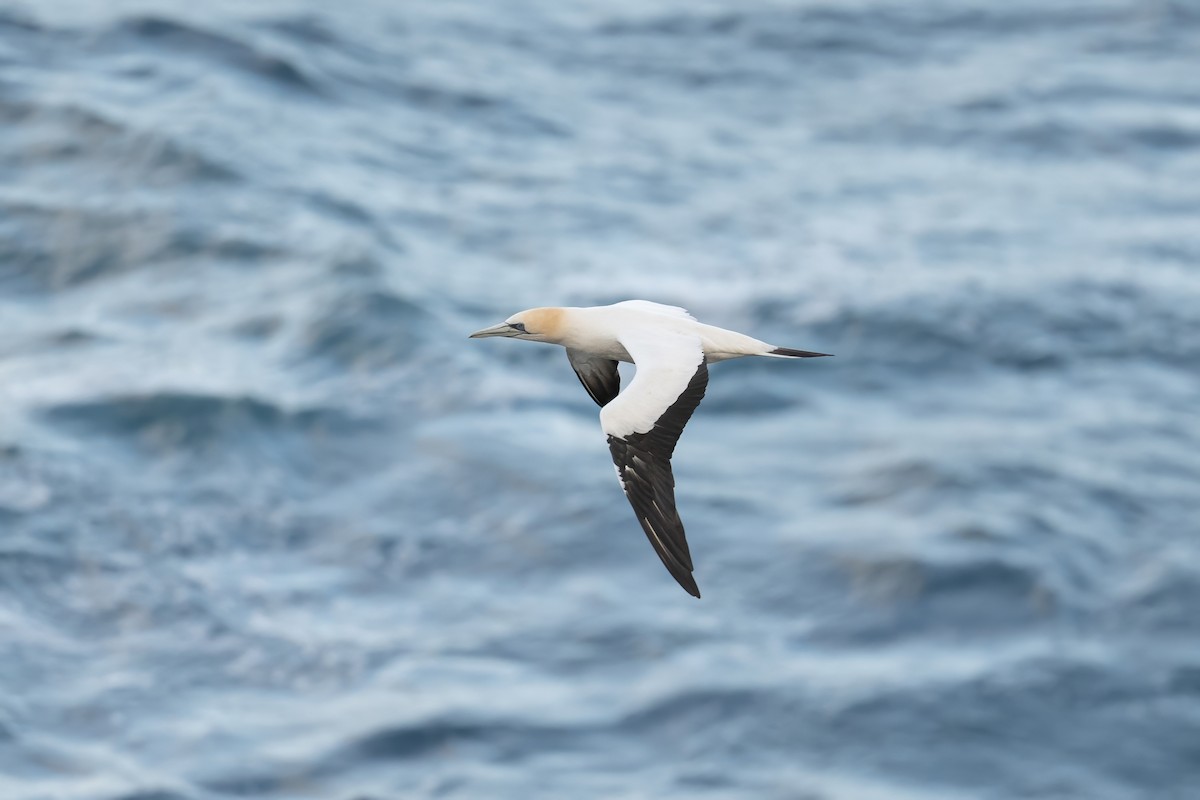 Australasian Gannet - ML620463563