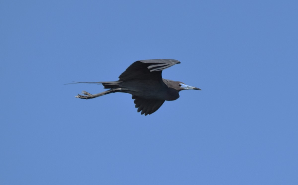 Little Blue Heron - ML620463565