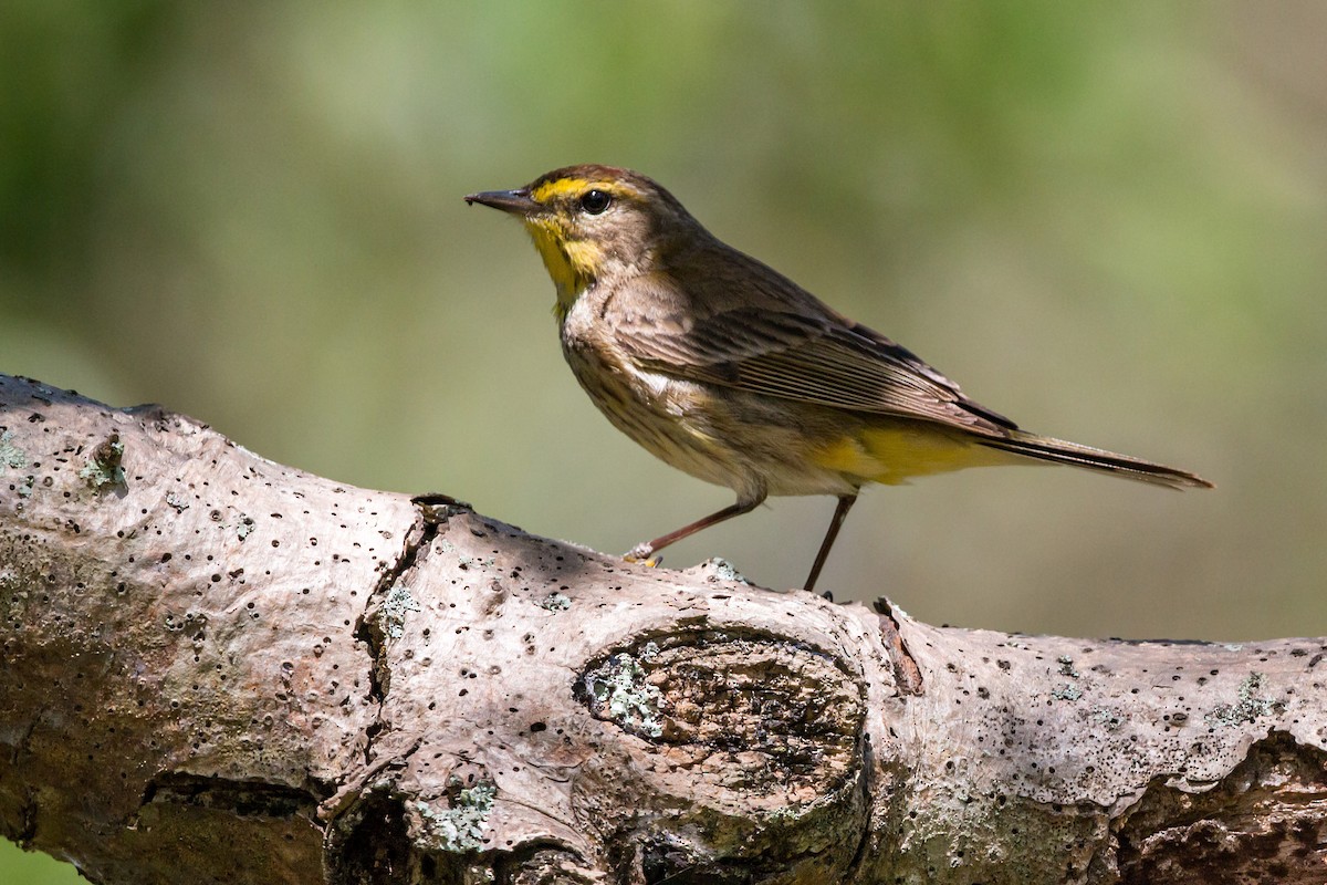 Palm Warbler - ML620463566