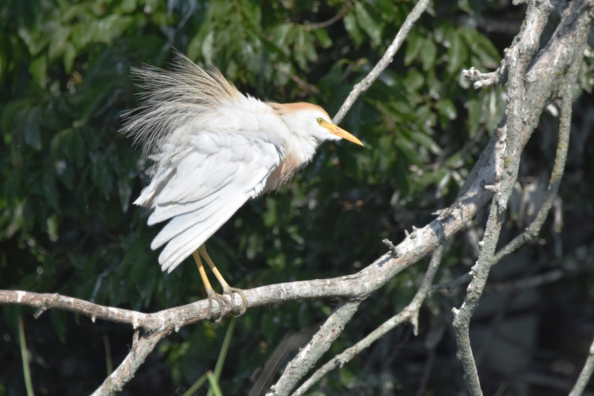 Египетская цапля (ibis) - ML620463573