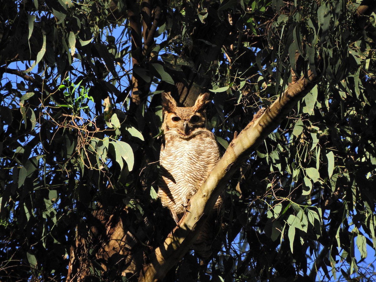 Great Horned Owl - ML620463575
