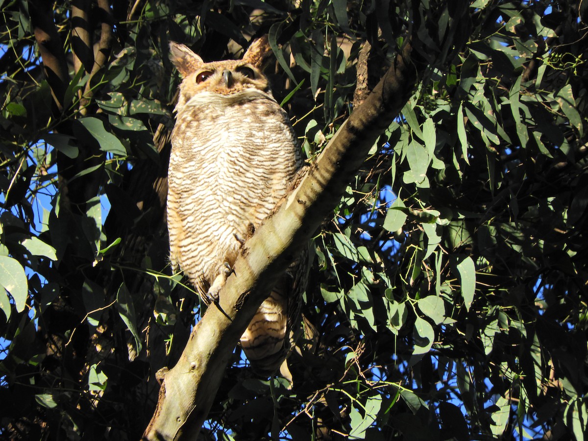 Great Horned Owl - ML620463577