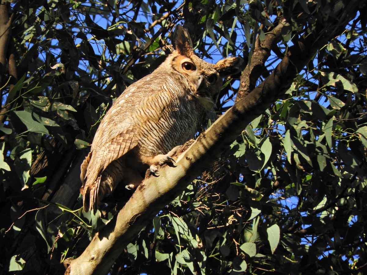 Great Horned Owl - ML620463578