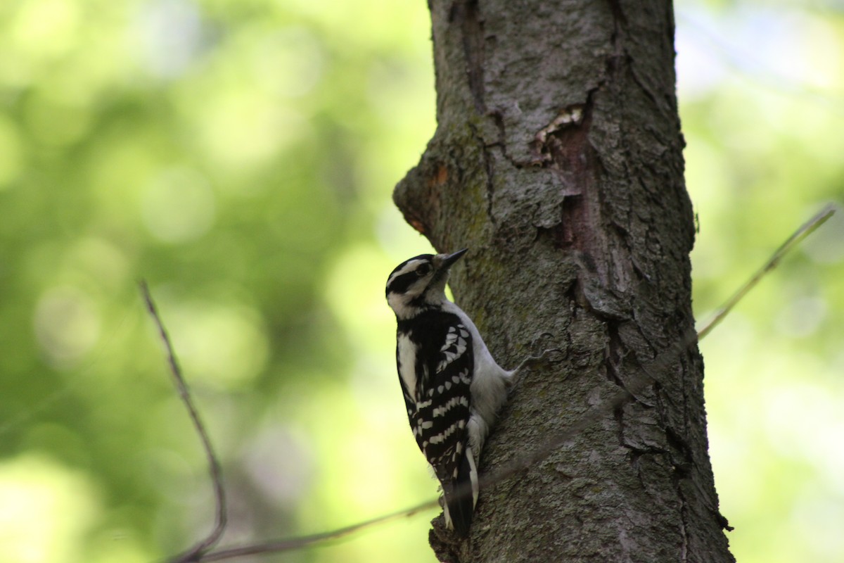 Hairy Woodpecker - ML620463586