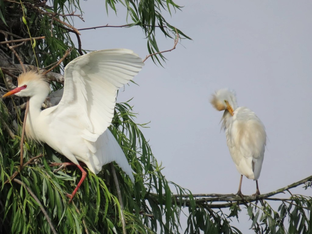 Чапля єгипетська (підвид ibis) - ML620463588