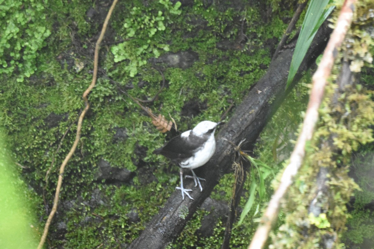 White-capped Dipper - Jerry Davis