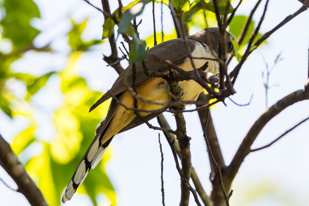 Mangrove Cuckoo - William Clark