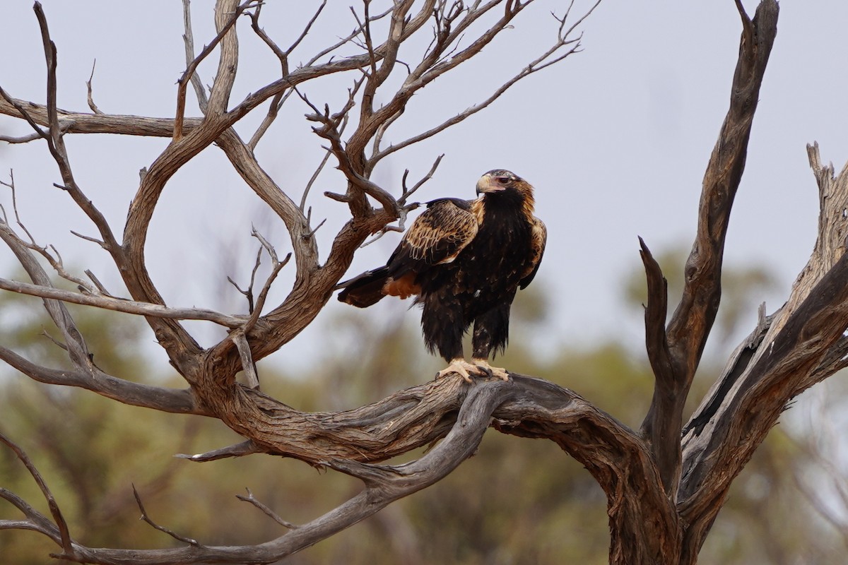 Wedge-tailed Eagle - ML620463597