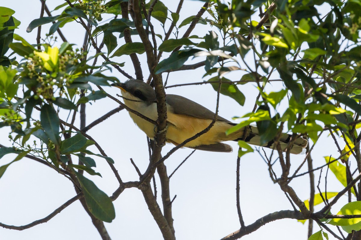 Mangrove Cuckoo - ML620463598