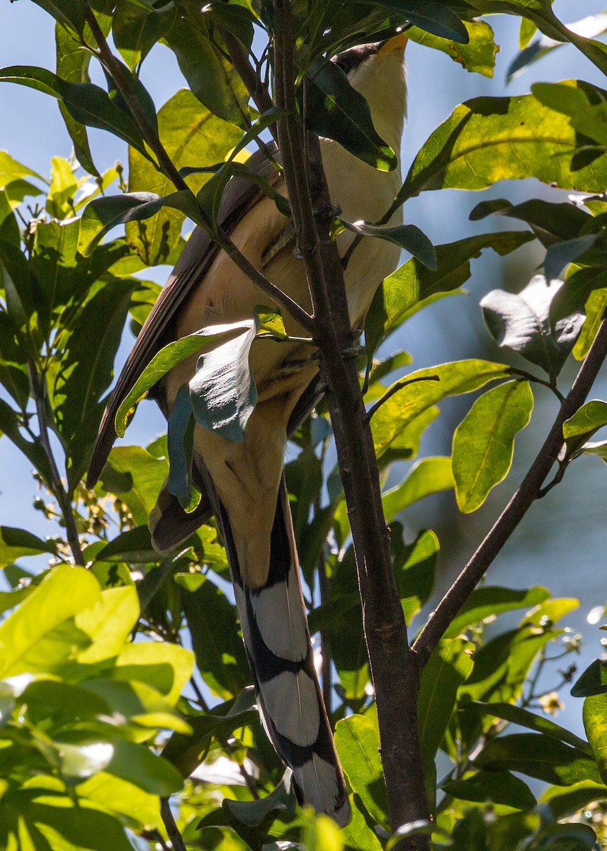kukačka mangrovová - ML620463601