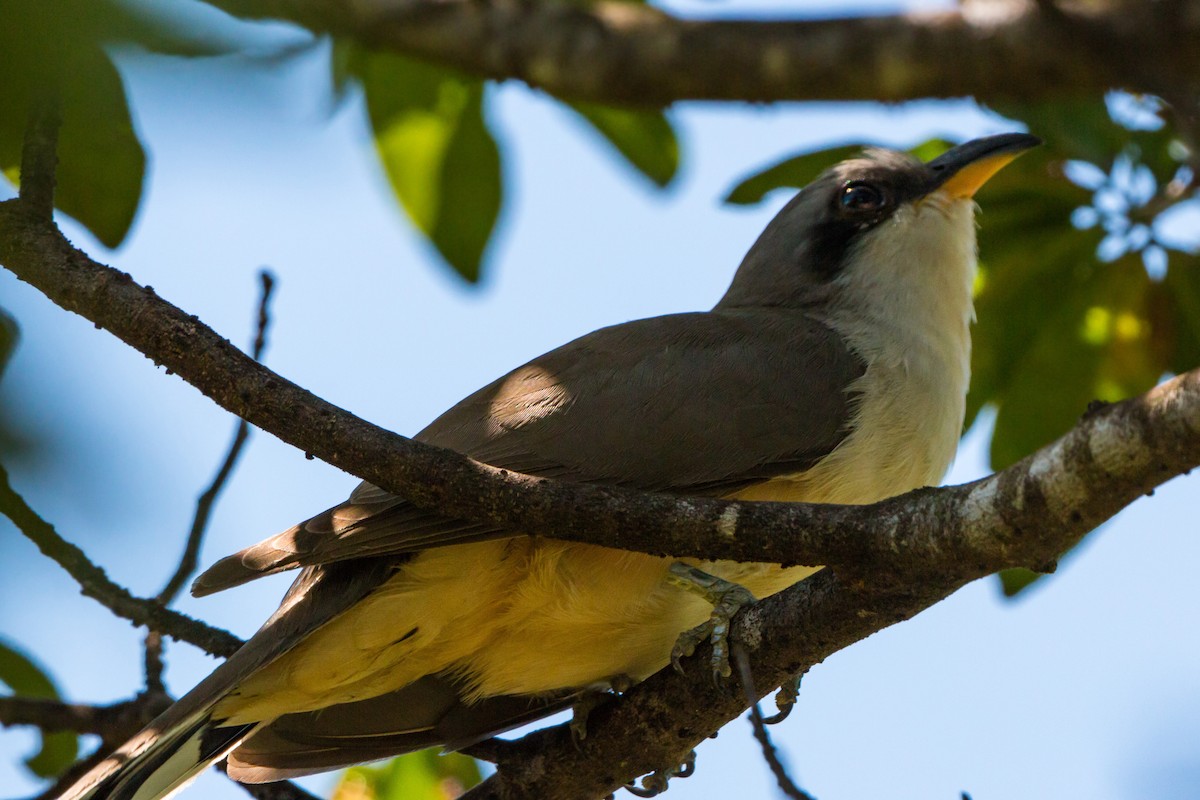 Mangrovekuckuck - ML620463603