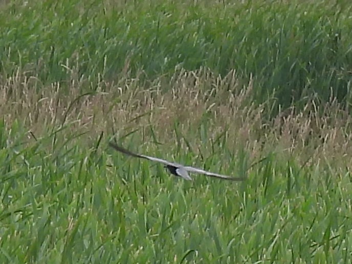 Black Tern - ML620463607