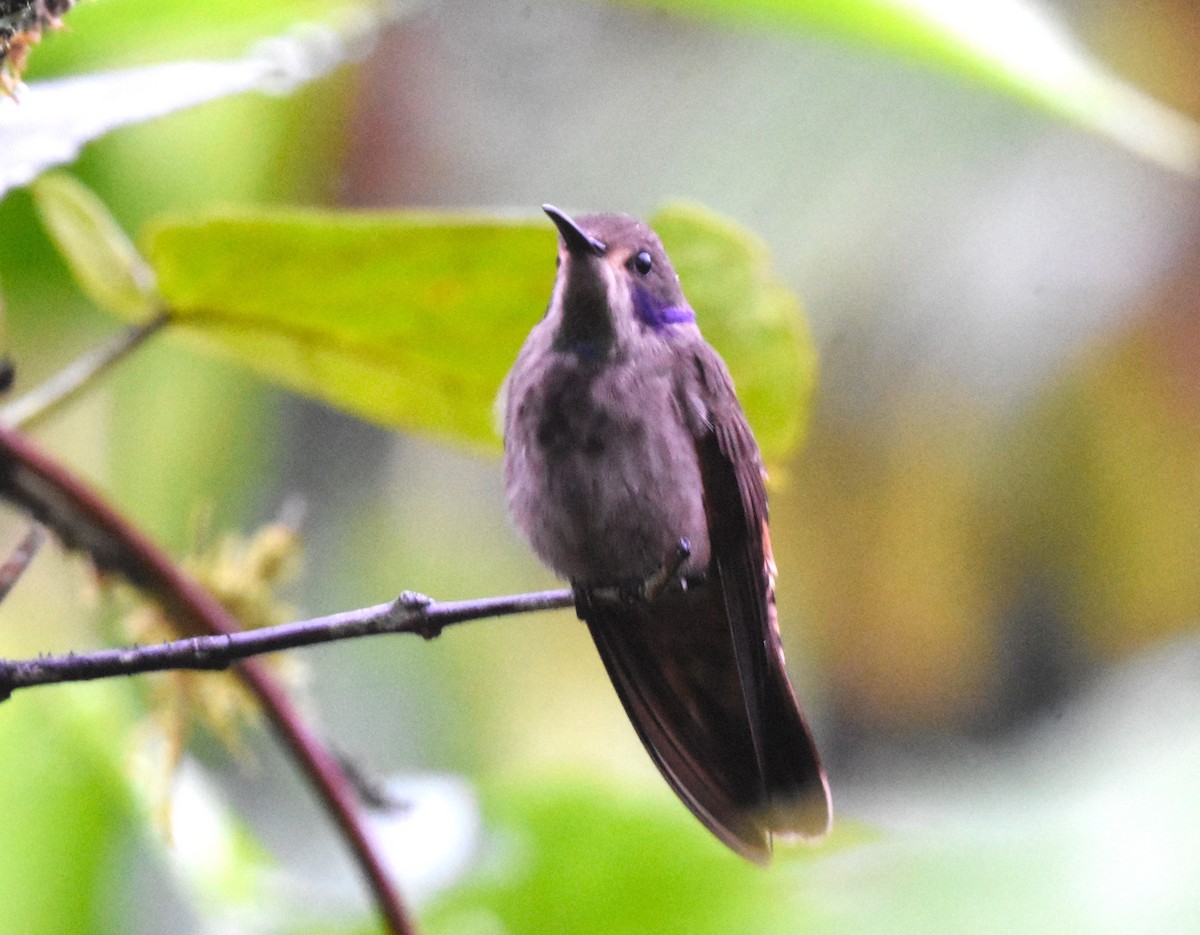 kolibřík fialovouchý - ML620463608