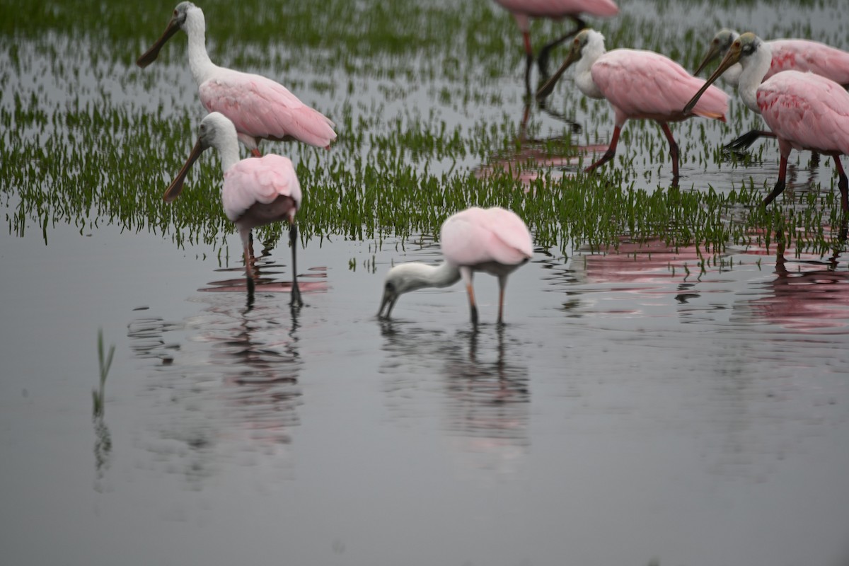 Roseate Spoonbill - ML620463621