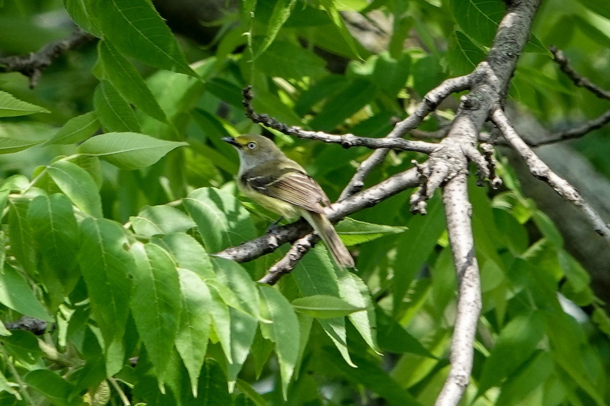 White-eyed Vireo - ML620463622