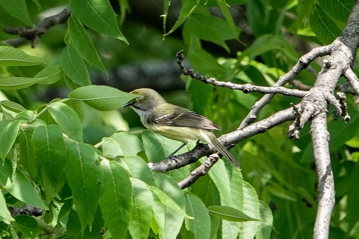 White-eyed Vireo - Richard Beilfuss