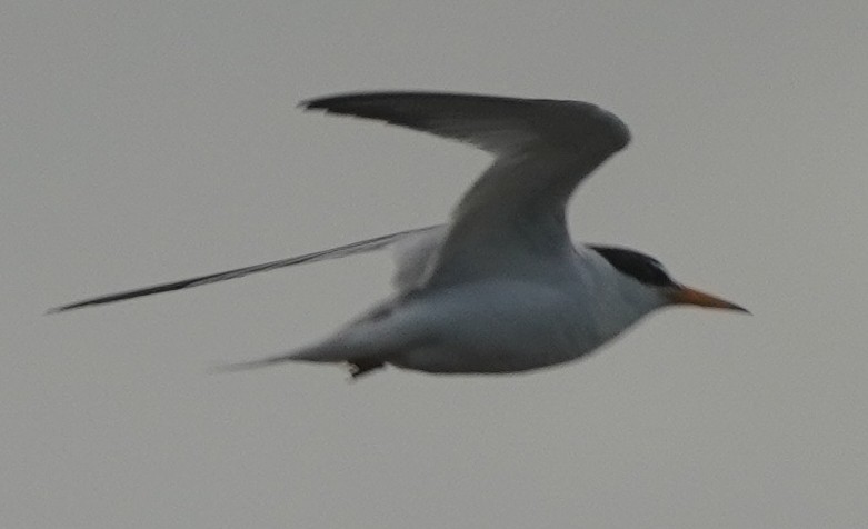 Least Tern - ML620463632