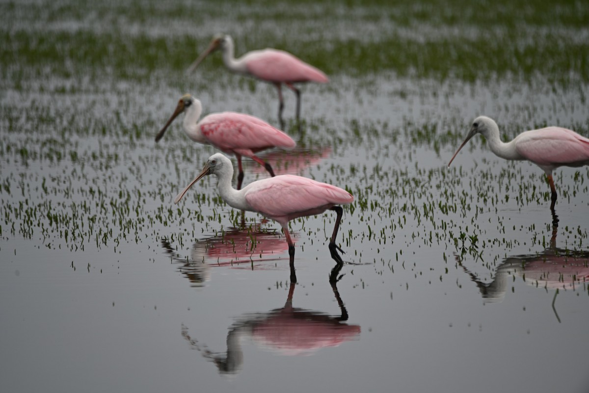 Roseate Spoonbill - ML620463633