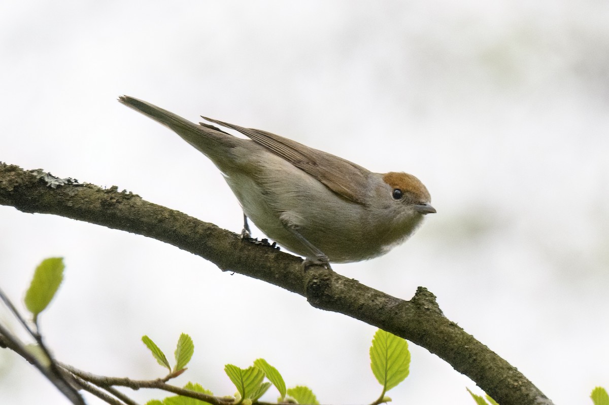 Eurasian Blackcap - ML620463638