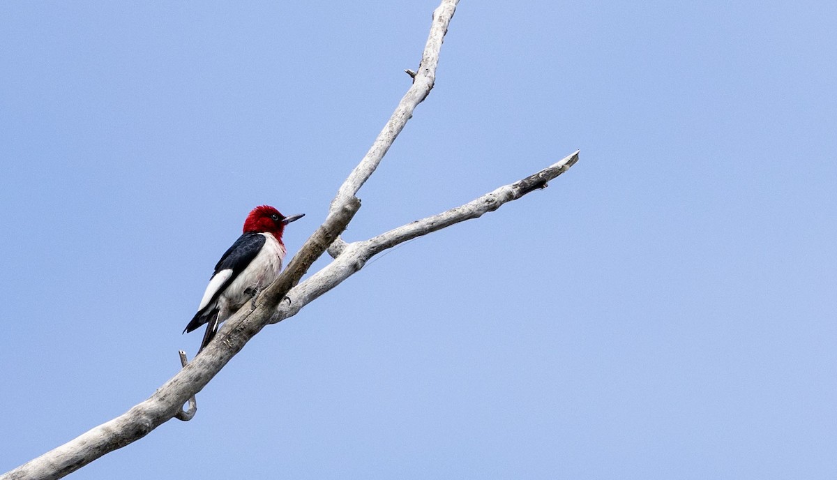 Red-headed Woodpecker - ML620463639