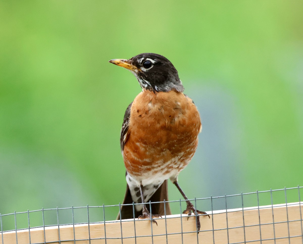 American Robin - ML620463645