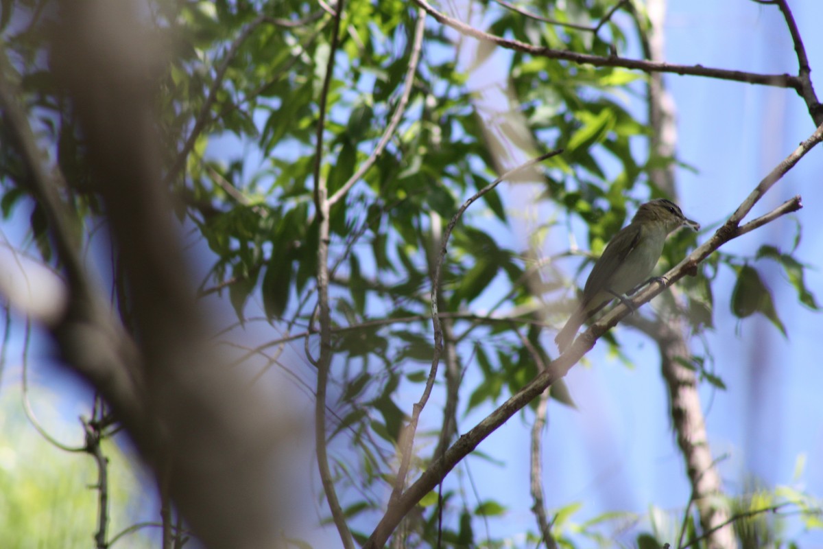 Vireo Ojirrojo - ML620463646