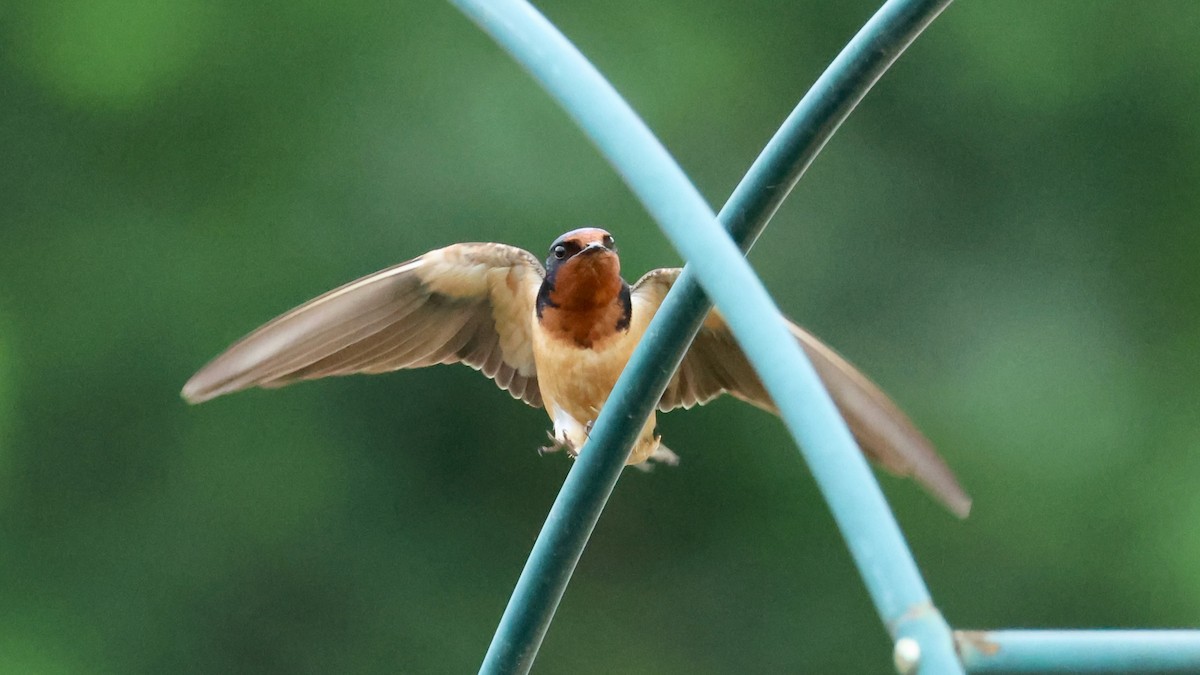 Barn Swallow - ML620463648