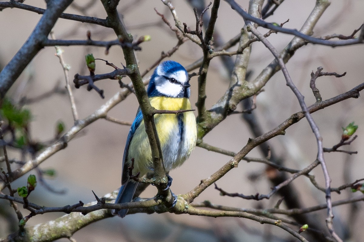 Eurasian Blue Tit - ML620463649