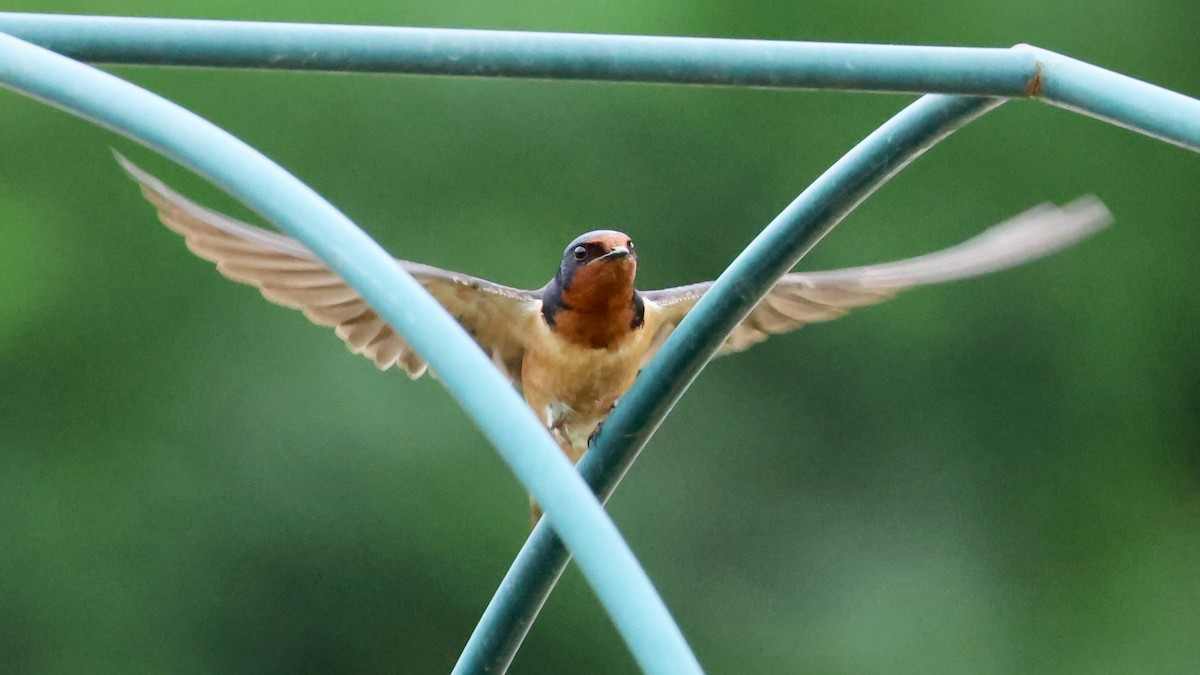 Barn Swallow - ML620463650