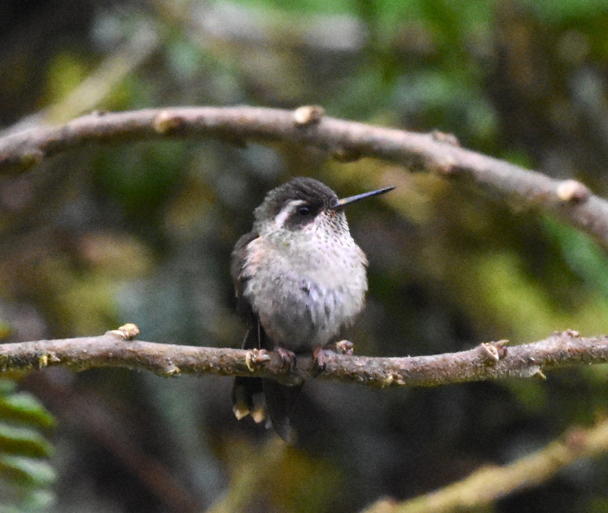 Speckled Hummingbird - ML620463660