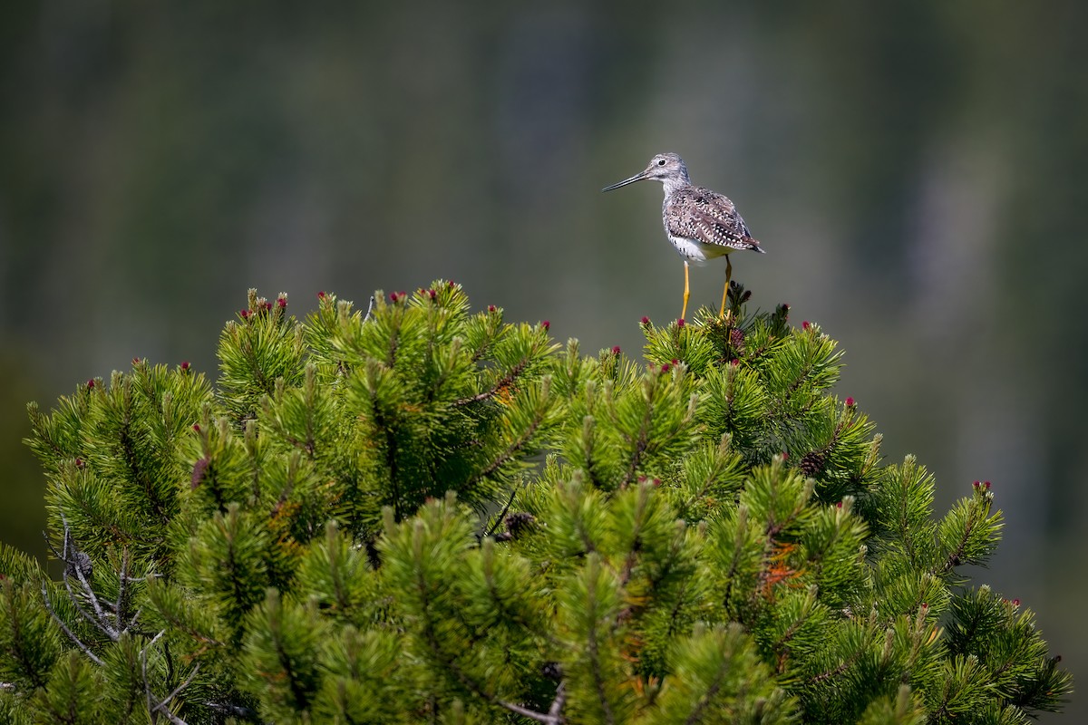 Greater Yellowlegs - ML620463661