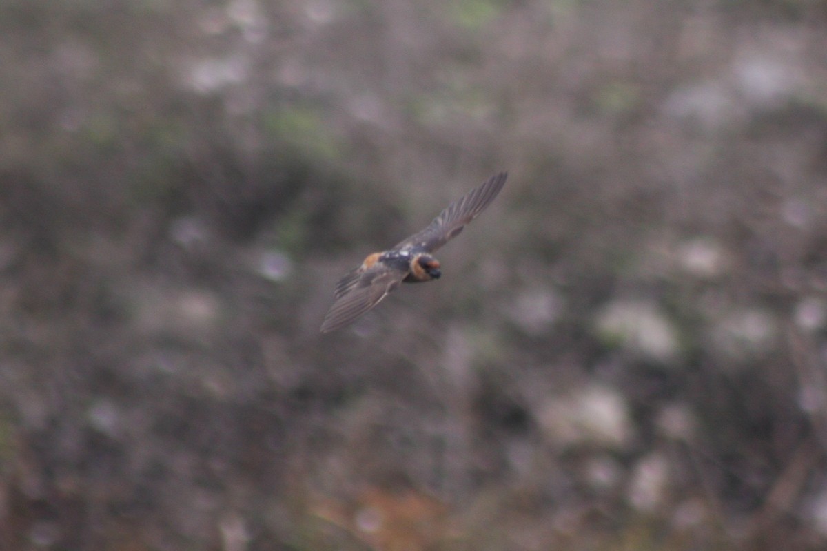 Cave Swallow - ML620463664