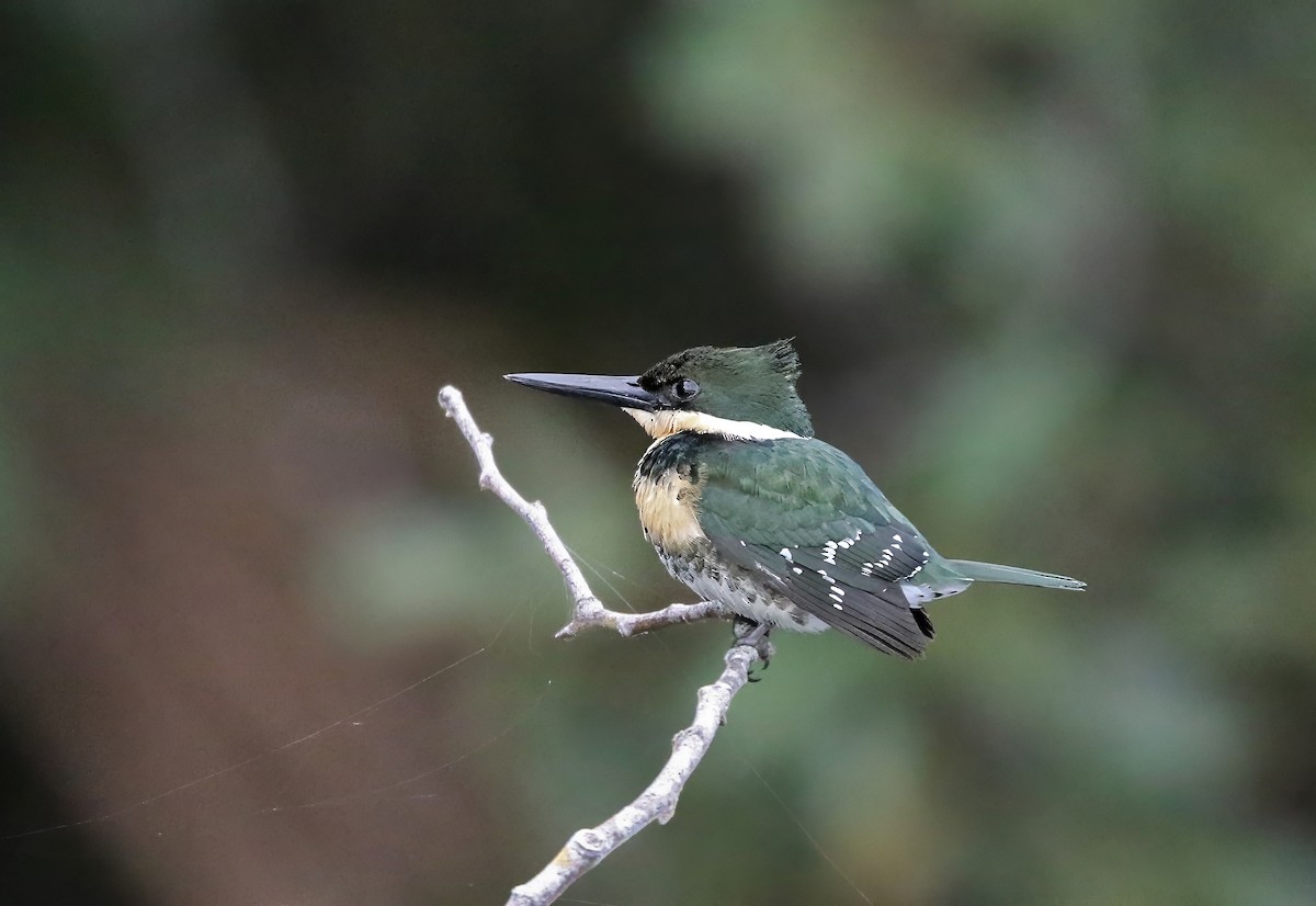 Green Kingfisher - ML620463671