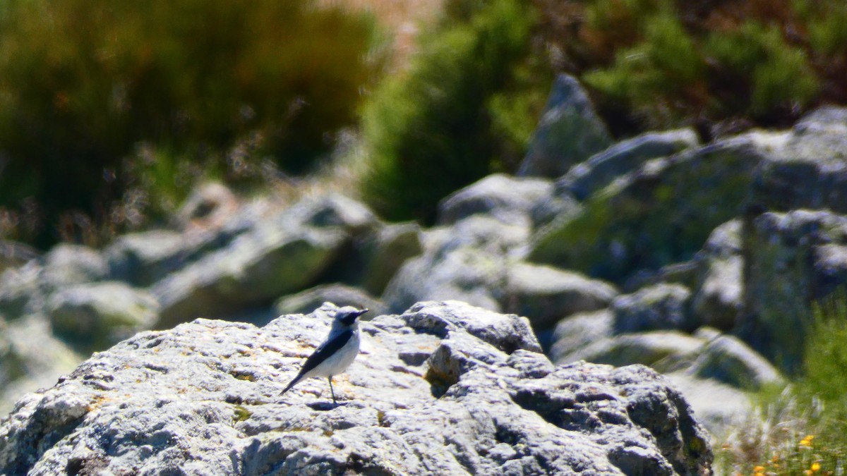 Northern Wheatear - Juan Francisco Fernández Bravo