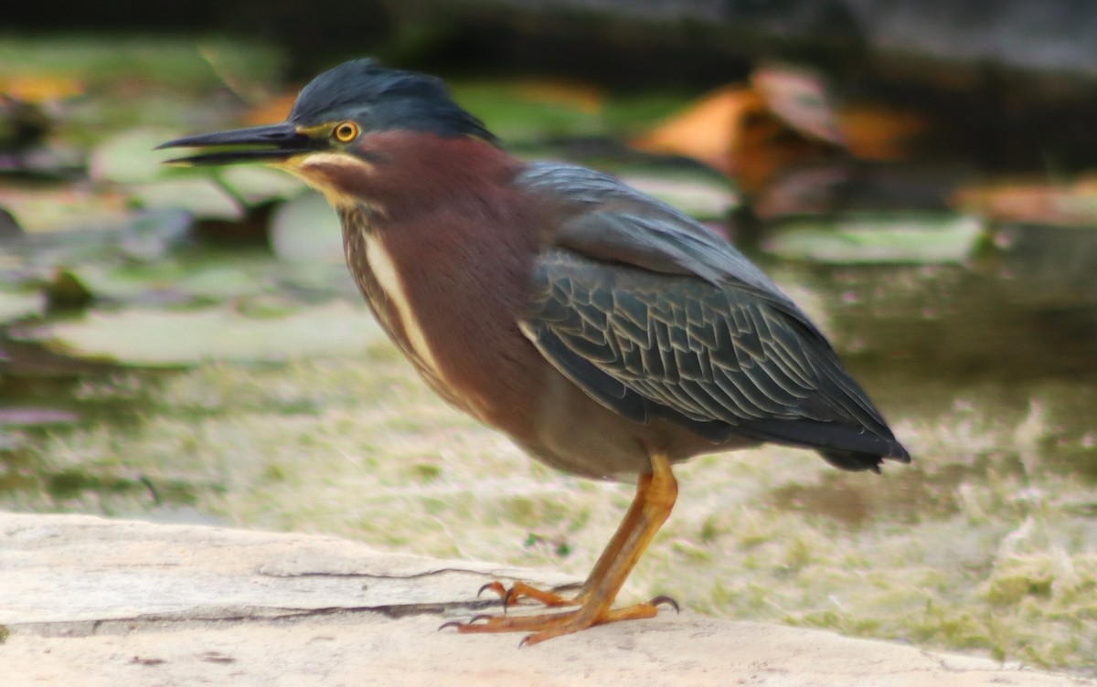 Green Heron - ML620463703