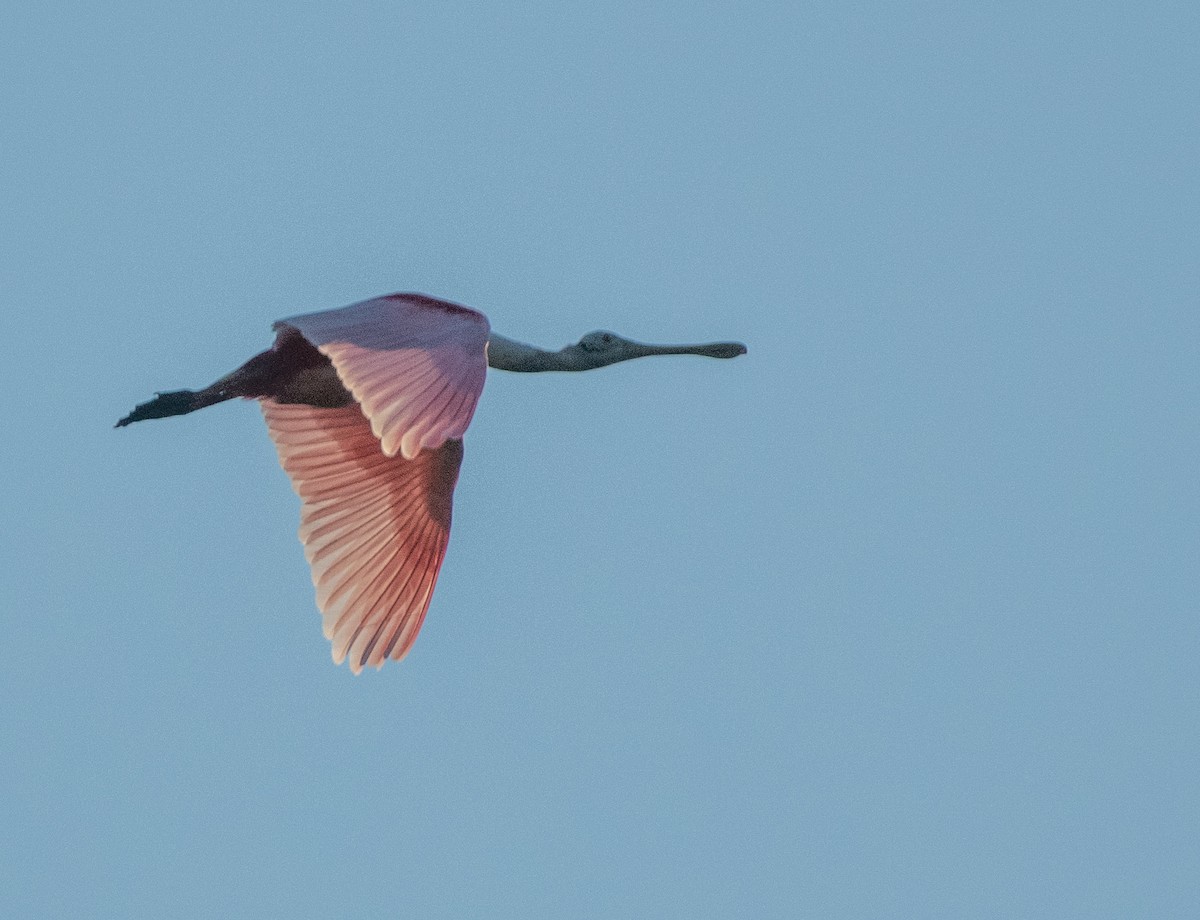 Roseate Spoonbill - ML620463704