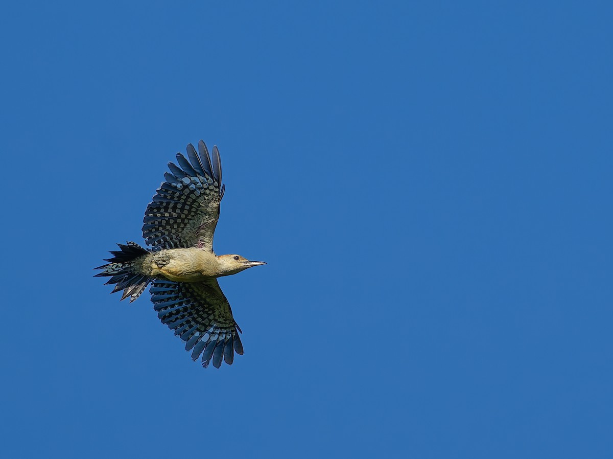 Red-bellied Woodpecker - ML620463715