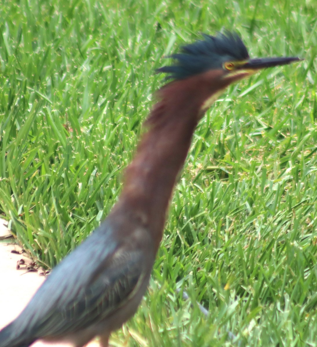 Green Heron - ML620463716