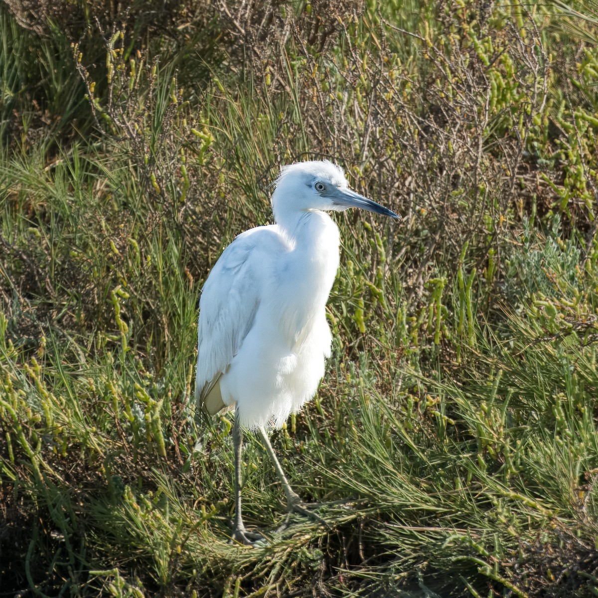 Little Blue Heron - ML620463732