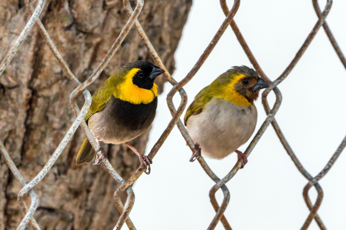 Cuban Grassquit - ML620463733