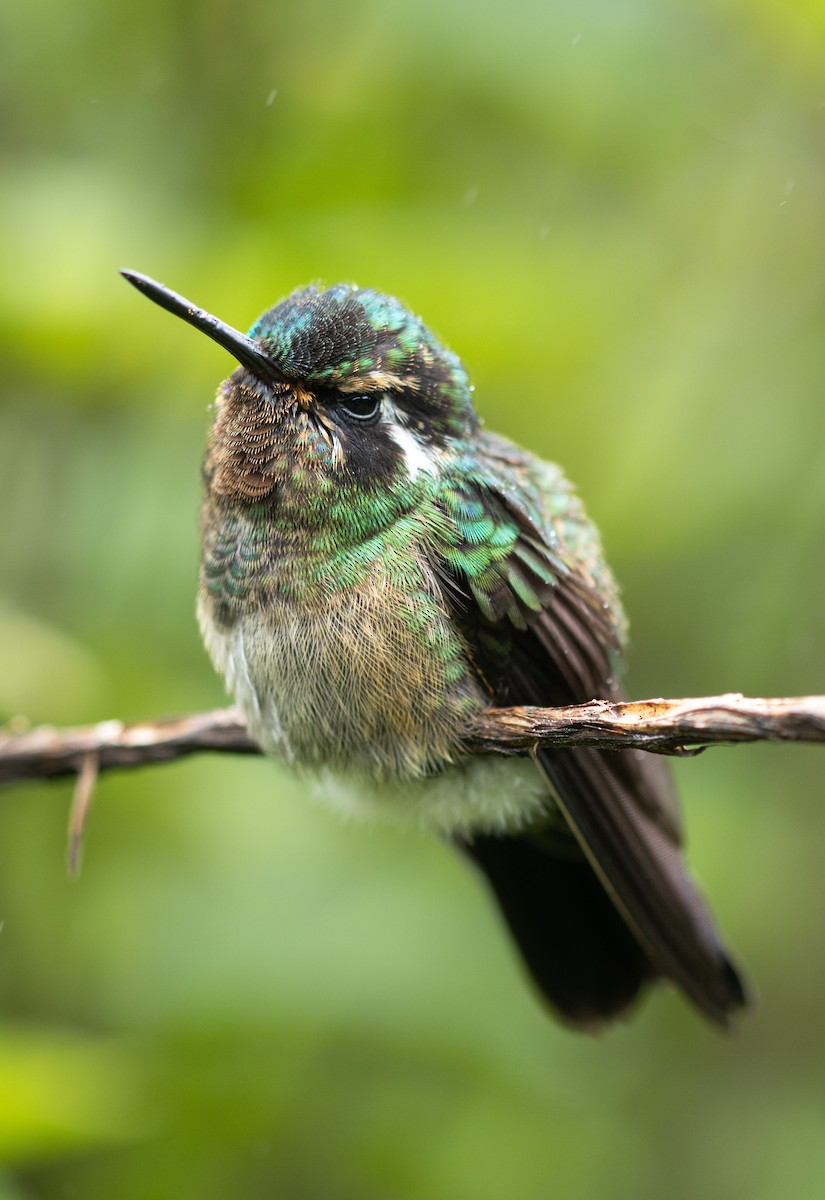 Colibrí Gorjipúrpura - ML620463739