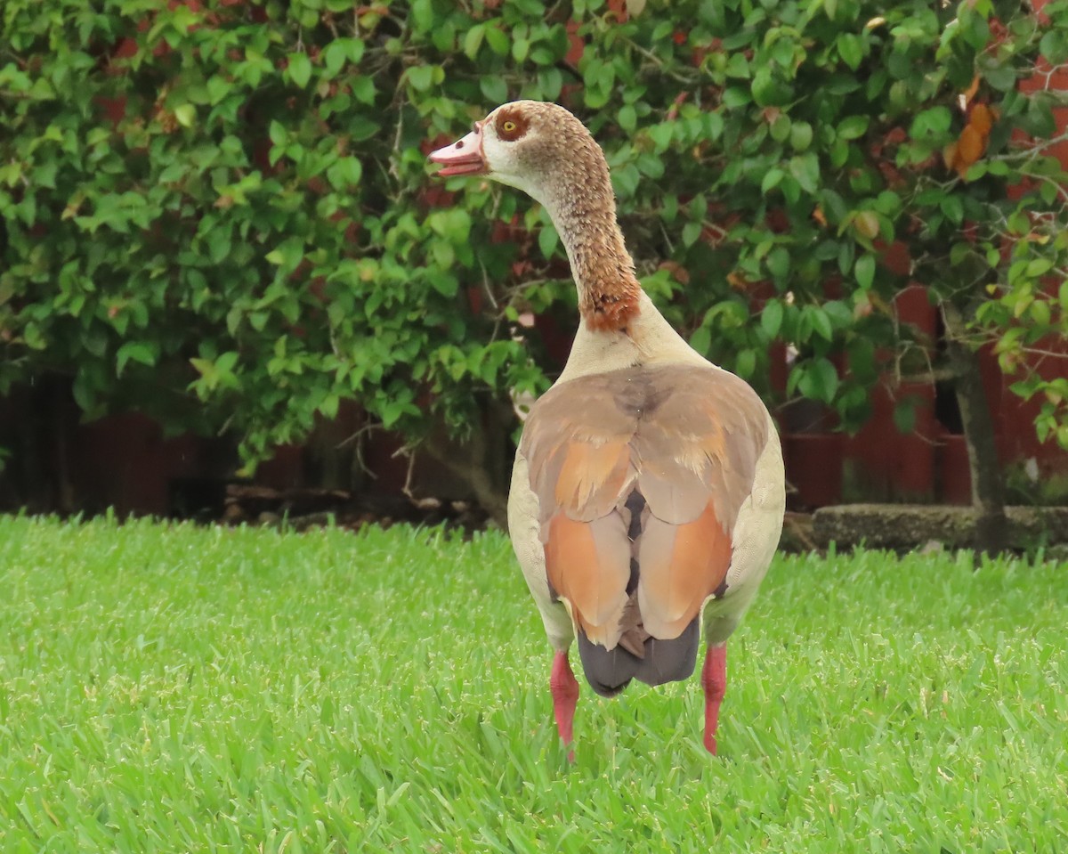 Egyptian Goose - ML620463743