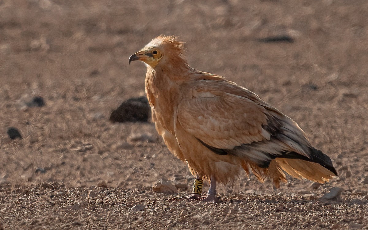 Egyptian Vulture - ML620463750
